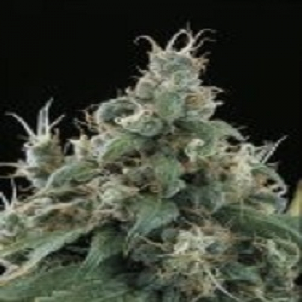 Flow Regular Cannabis Seeds | Sagarmatha Seeds