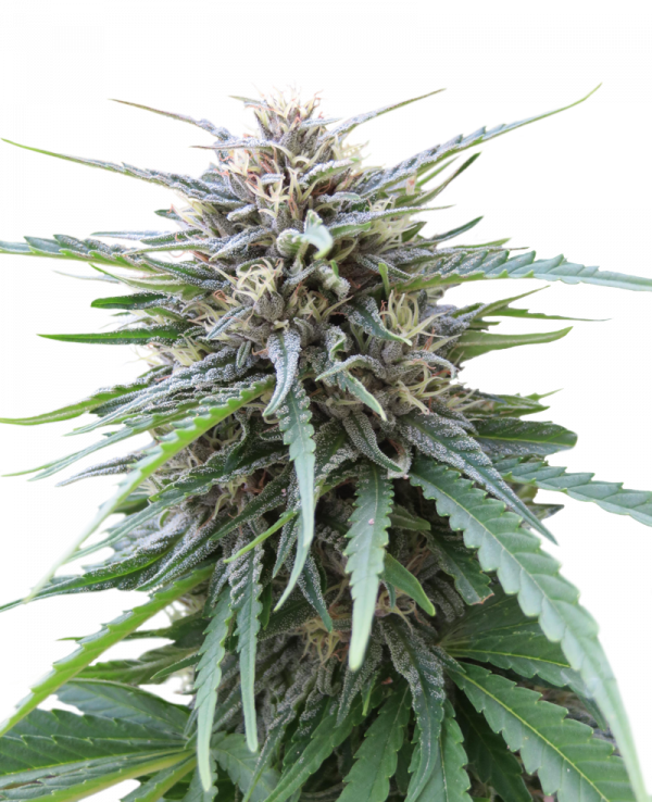 Frizzy Kush Feminised Cannabis Seeds | Seed Stockers