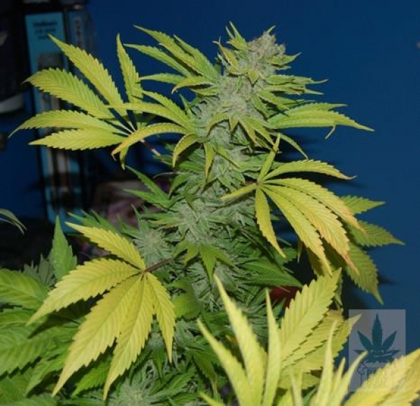 G13 x Skunk Regular Cannabis Seeds | Mr Nice Seeds