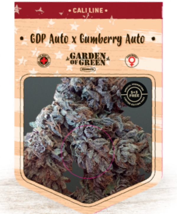 GDP Auto x Gumberry Auto Feminised Cannabis Seeds | Garden of Green
