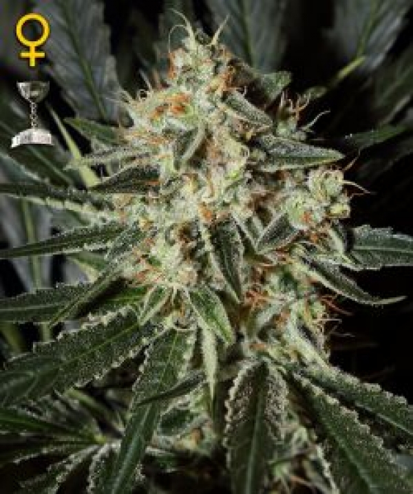 Cheese Feminised Cannabis Seeds | Green House Seeds 