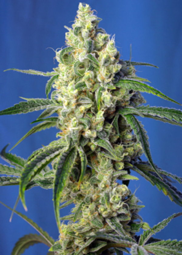 Green Poison CBD Feminised Cannabis Seeds | Sweet Seeds