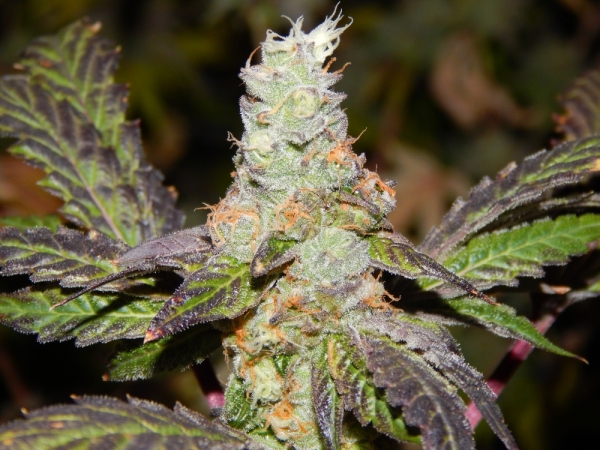 Cookie F2 Regular Cannabis Seeds | Purple Caper Seeds