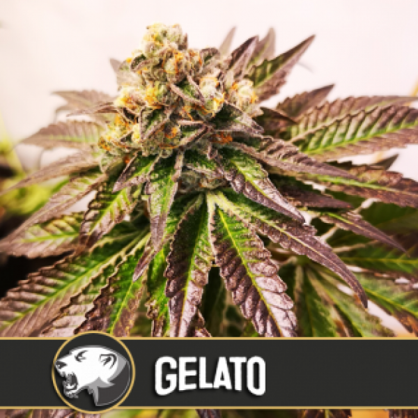 Gelato Feminised Cannabis Seeds | Blim Burn America