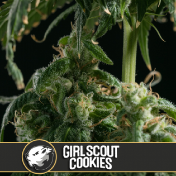 Girl Scout Cookies Feminised Cannabis Seeds | Blim Burn America