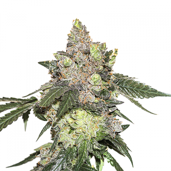 Girl Scout Cookies Feminised Cannabis Seeds | Seed Stockers