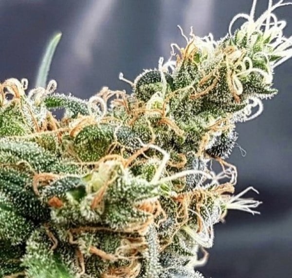 Glueberry Feminised Cannabis Seeds | Expert Seeds