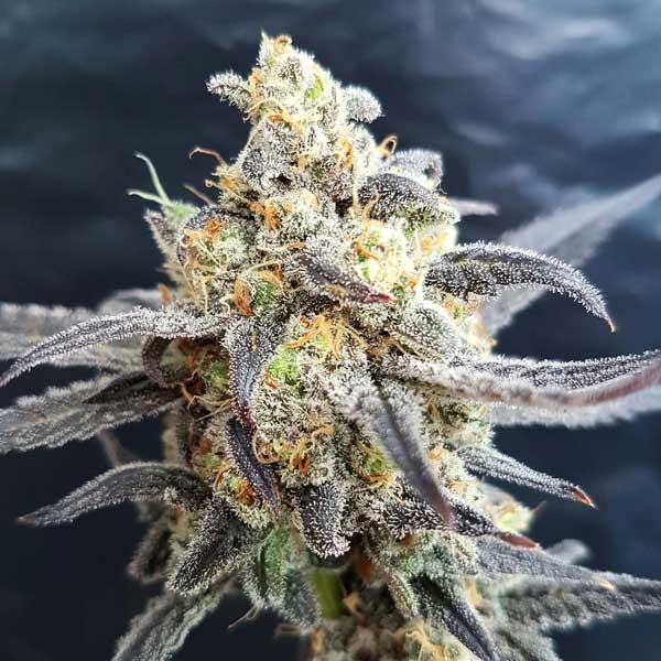 Godberry Regular Cannabis Seeds
