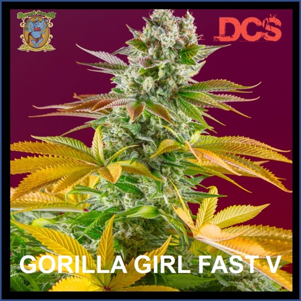 Gorilla Girl F1 Fast V Feminised Cannabis Seeds | Sweet Seeds