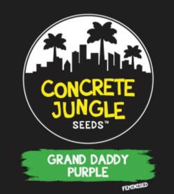 Grand Daddy Purp Feminised | Concrete Jungle Seeds