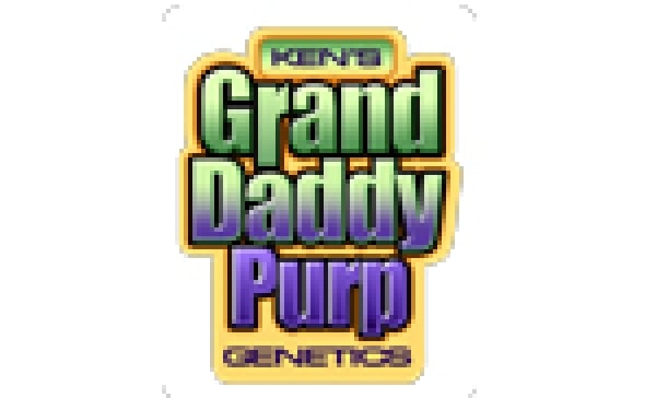 Grand Daddy Purp | Discount Cannabis Seeds
