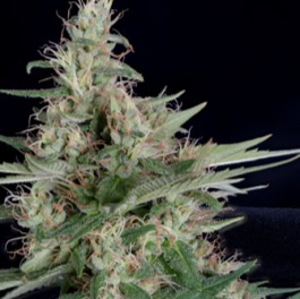 Grandaddy Banner Feminised Cannabis Seeds | Big Head Seeds