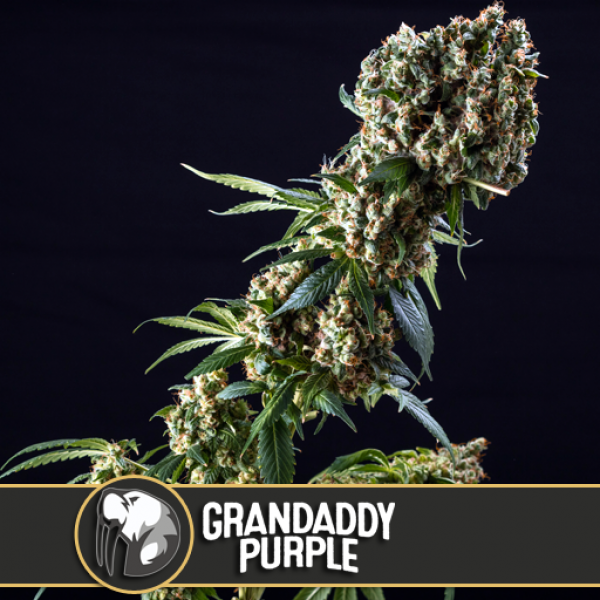 Grandaddy Purple Feminised Cannabis Seeds | Blim Burn Seeds 