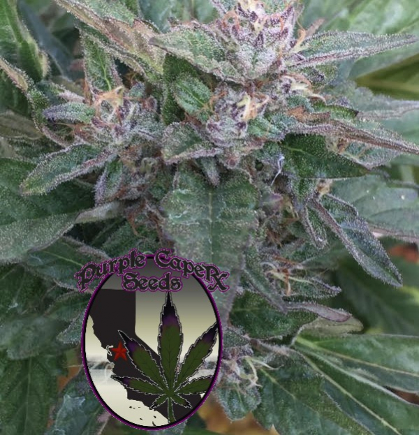Grandaddy OG Regular Cannabis Seeds | Purple Caper Seeds