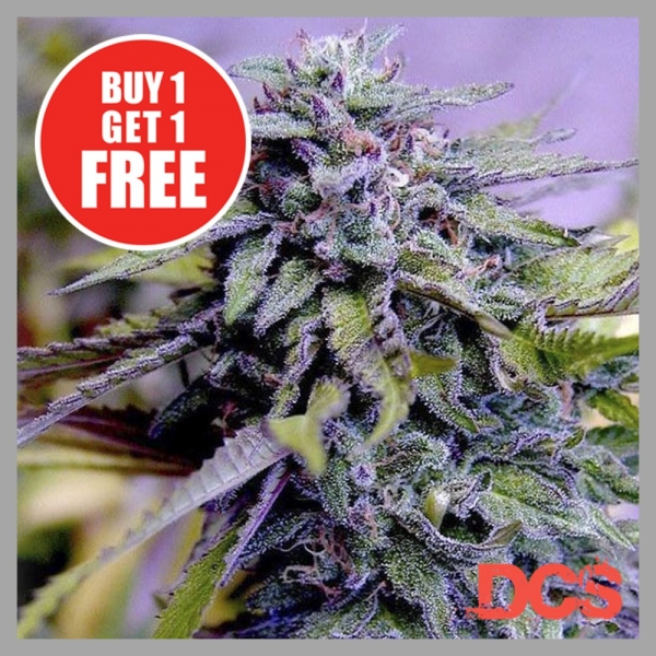 Granddaddy Purple Feminised Cannabis Seeds | Discount Cannabis Seeds
