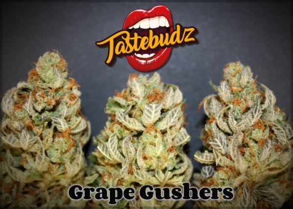 Grape Gushers Feminised - Tastebudz