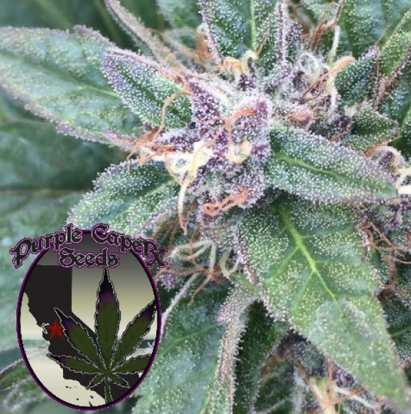 Grape OG Regular Cannabis Seeds | Purple Caper Seeds