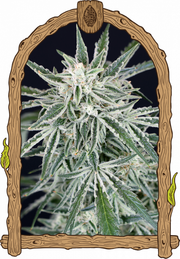 Green Gummy Auto Feminised Cannabis Seeds | Exotic Seeds