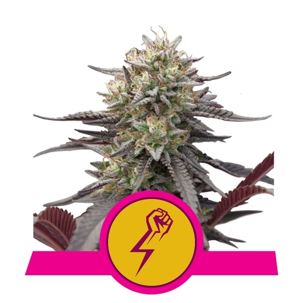 Green Punch Feminised Cannabis Seeds | Royal Queen Seeds