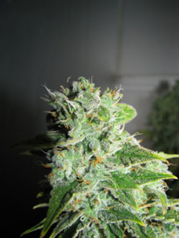 Frosty Kush Feminised Cannabis Seeds | GreenLabel Seeds
