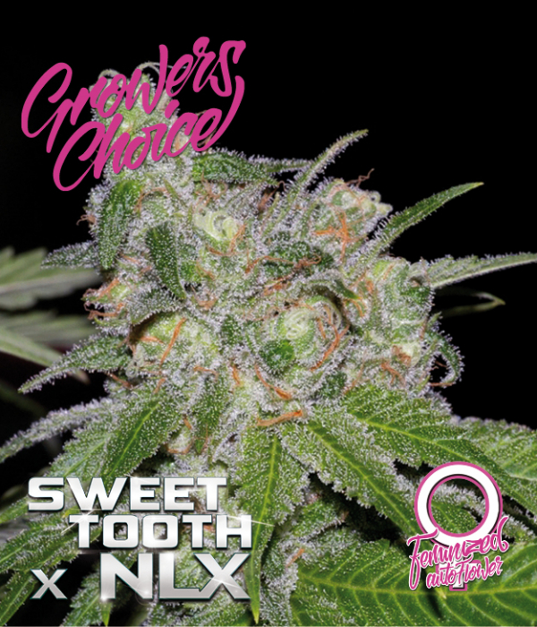 Sweet Tooth x NLX Auto Feminised Cannabis Seeds - Growers Choice
