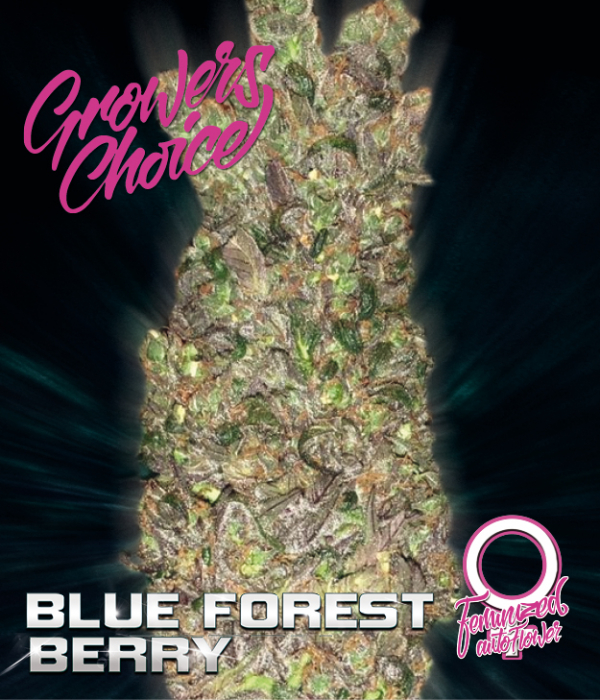 Blue Forest Berry Auto Feminised Cannabis Seeds - Growers Choice