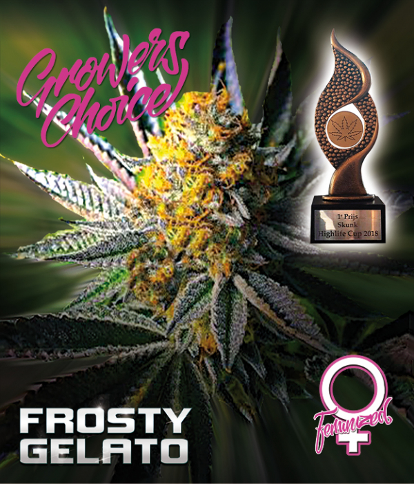 Frosty Gelato Feminised Cannabis Seeds - Growers Choice