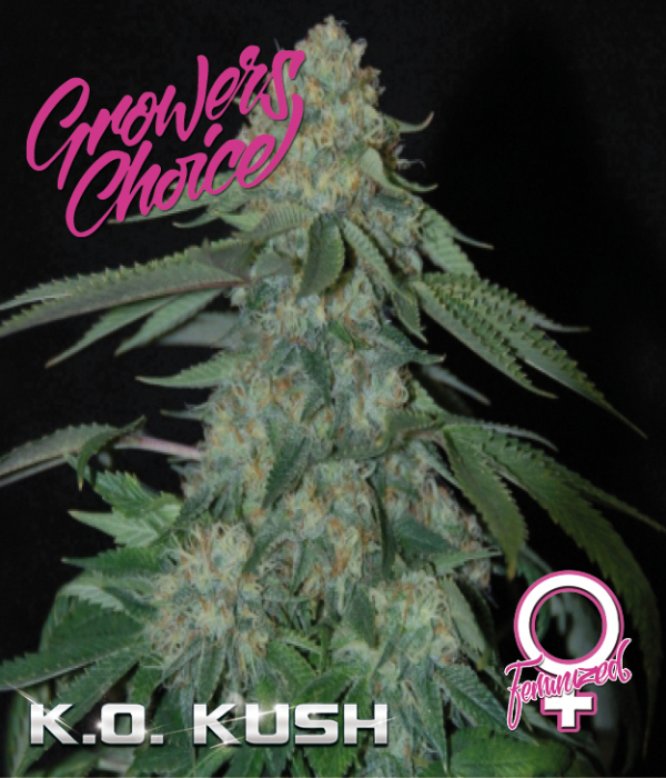 K.O. Kush Feminised Cannabis Seeds - Growers Choice