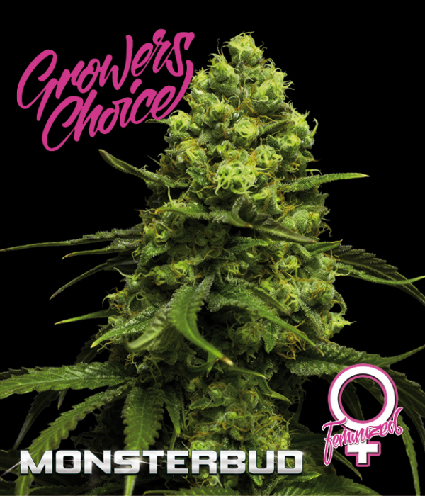 Monsterbud Feminised Cannabis Seeds - Growers Choice