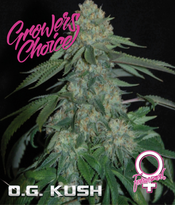 O.G. Kush Feminised Cannabis Seeds - Growers Choice