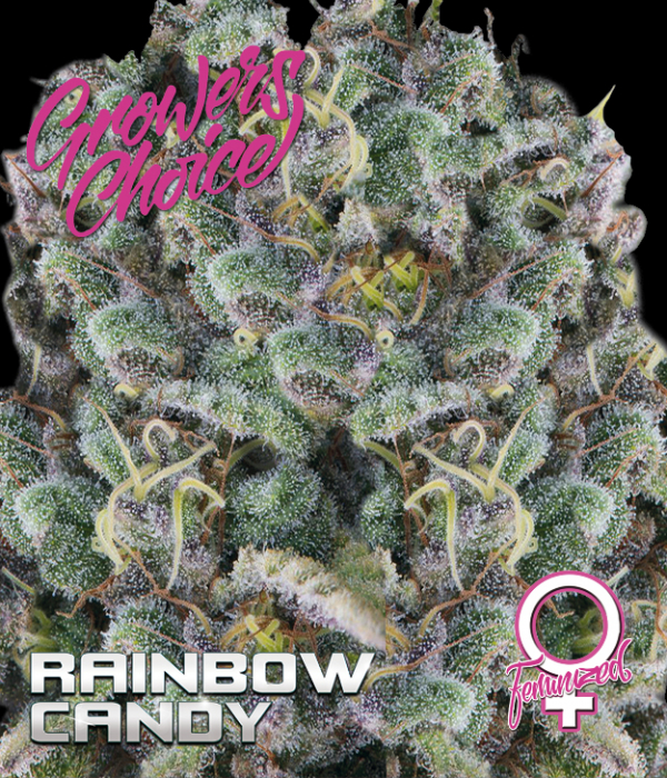 Rainbow Candy Feminised Cannabis Seeds - Growers Choice