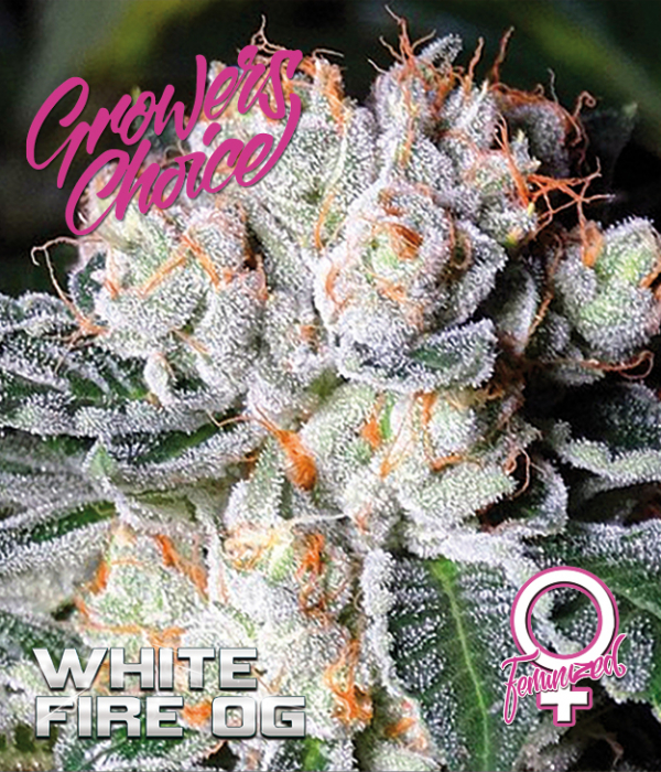 White Fire O.G. Feminised Cannabis Seeds - Growers Choice