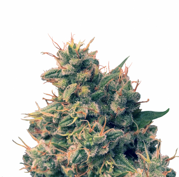 Guawi Feminised Cannabis Seeds | Ace Seeds