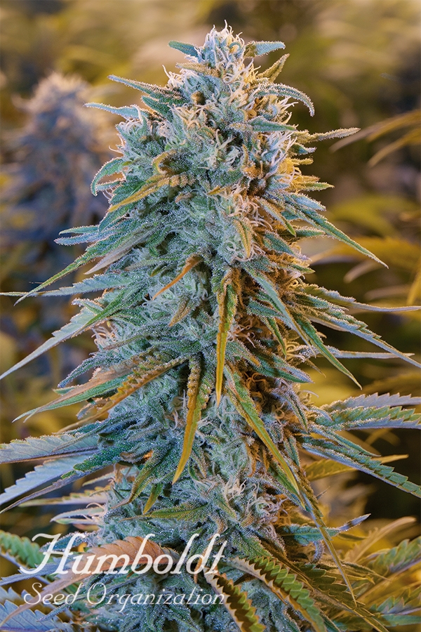 Blue Dream Feminised Cannabis Seeds | Humbolt Seeds Organisation