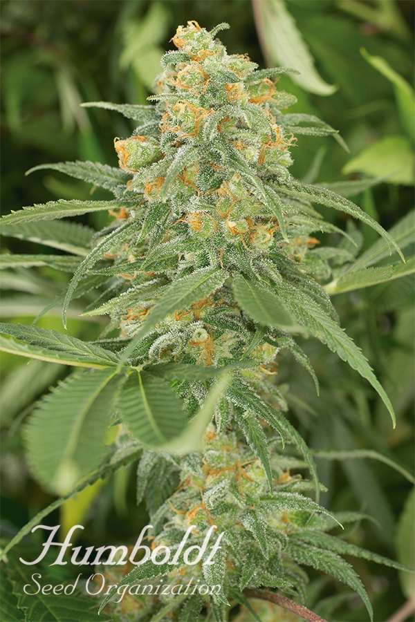 Green Crack 2.0 Feminised Cannabis Seeds | Humboldt Seed Organisation