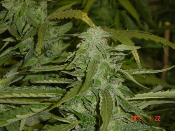 Hashberry Regular Cannabis Seeds