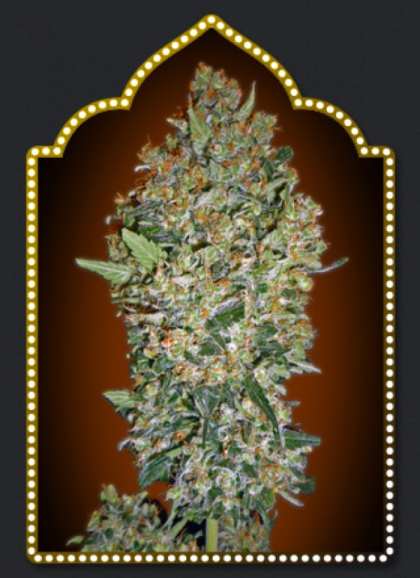 Hashchis Berry Feminised Cannabis Seeds | OO Seeds