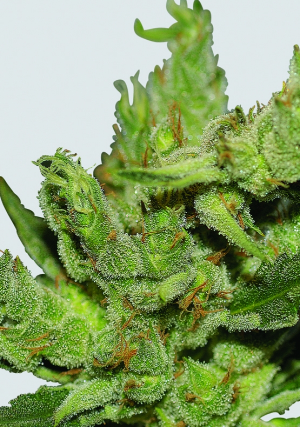 Haze #1 Feminised Cannabis Seeds | Sativa Seedbank
