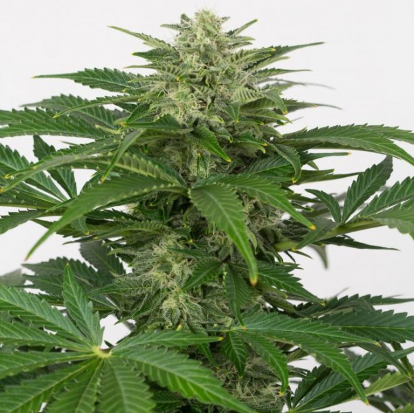 Haze CBD Auto Feminised Cannabis Seeds - Dinafem Seeds