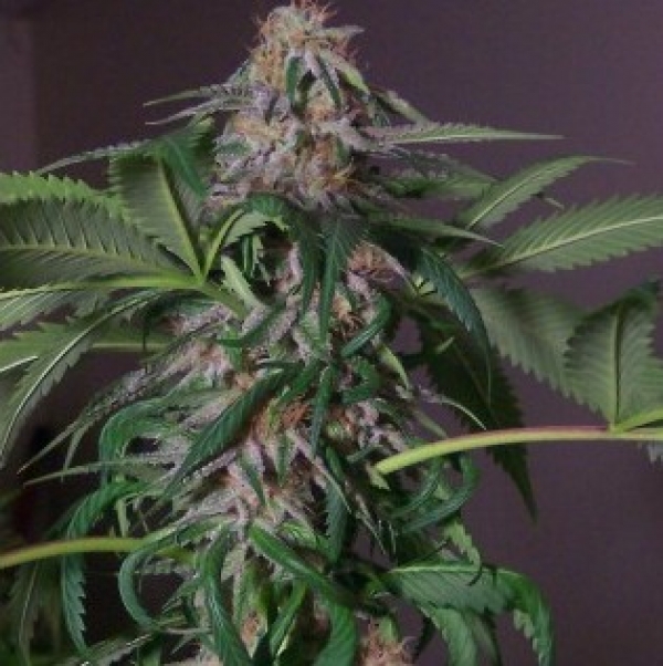 Blue Bubba Regular Cannabis Seeds | Hazeman Seeds