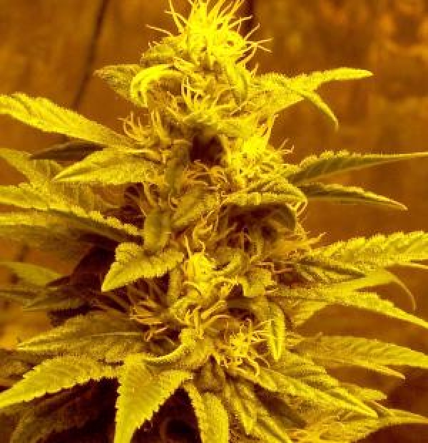 Escaped Regular Cannabis Seeds | Hazeman Seeds
