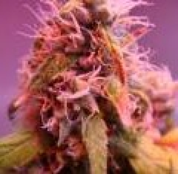 G-High Regular Cannabis Seeds | Hazeman Seeds