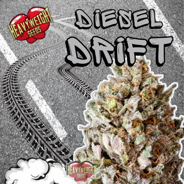 Diesel Drift Feminised Cannabis Seeds | Heavyweight Seeds