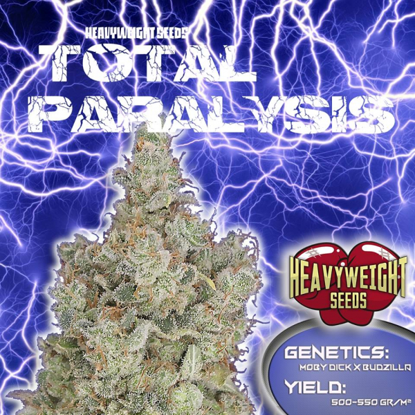 Cannabis Seeds - 6 new seeds By Heavyweight Seeds Review