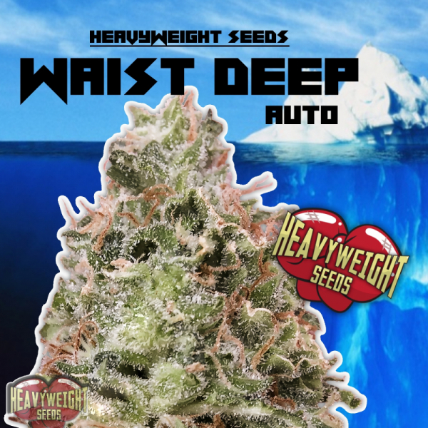 Cannabis Seeds - 6 new seeds By Heavyweight Seeds Review
