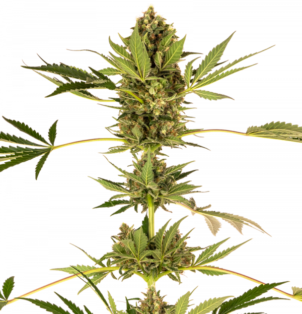 Himalayan CBD Feminised Cannabis Seeds - Sensi Seeds