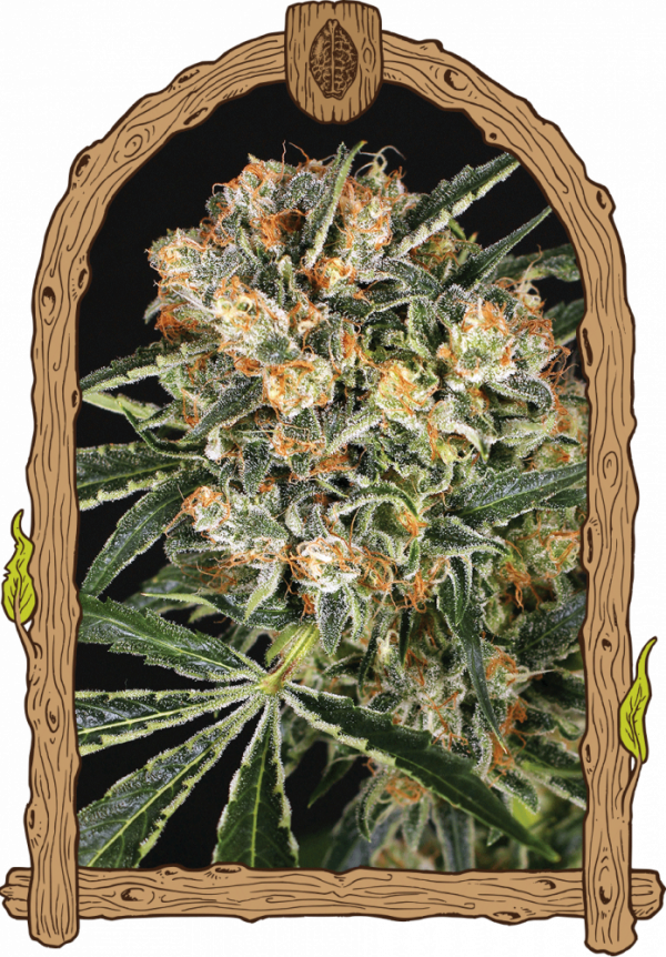 Hippie Therapy CBD Feminised Cannabis Seeds | Exotic Seeds