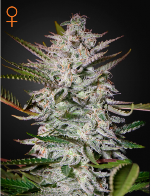 Holy Punch Feminised Cannabis Seeds | Greenhouse Seeds