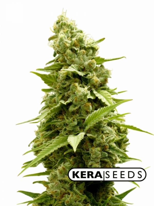 Hurricane Outdoor Feminised Cannabis Seeds | Kera Seeds