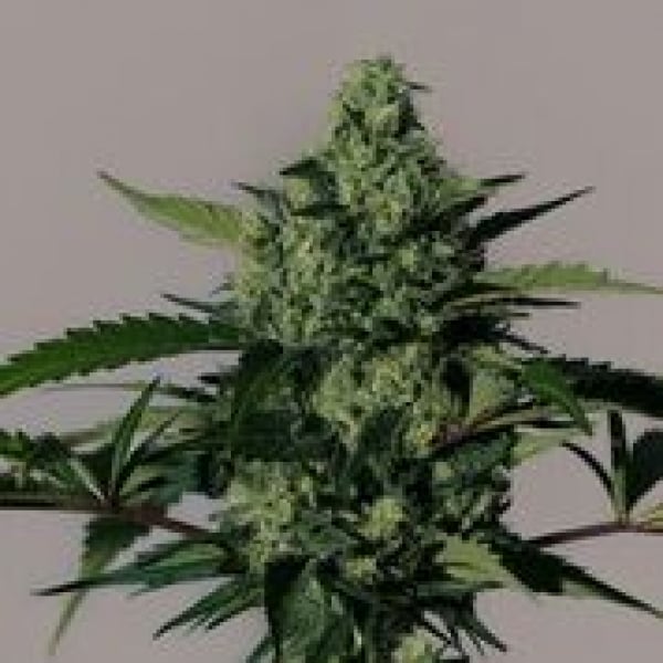 Hiydrow Feminised Cannabis Seeds | MM Genetics